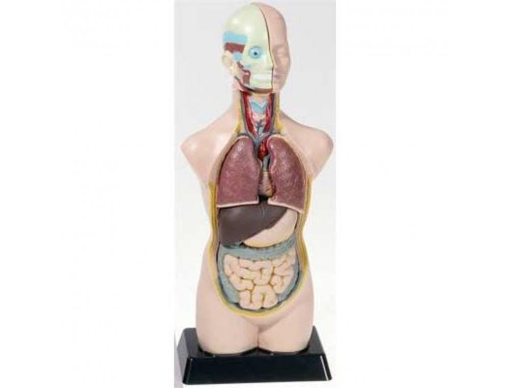 TRONC HUMAIN CULTURE CLUB DECOUVERTE DU CORPS EN        PLASTIQUE 11 PARTIE AMOVIBLES HAUTEUR 50 CM